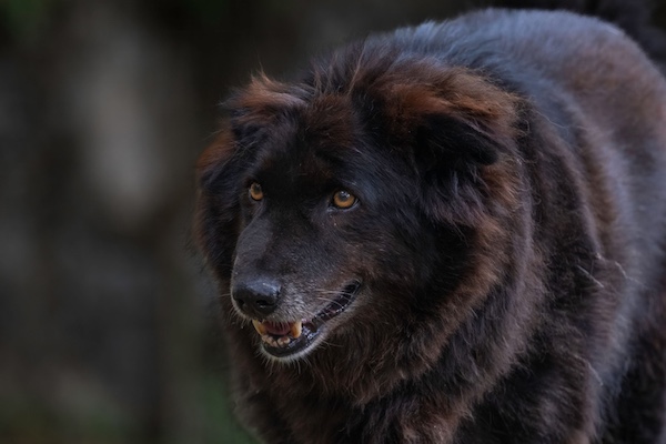 Bakharwal,Kashmiri Sheepdog, Bakarwali Shepherd Dog, Indian Bakharwal Dog, Kashmiri Mastiff, Gujjar Watchdog