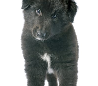 Belgian Sheepdog, Groenendael, color