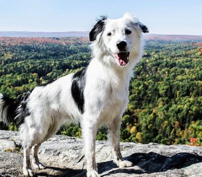 Border Collie, trick dog, Sara Carson, TV, 