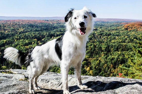 Border Collie, trick dog, Sara Carson, TV, 