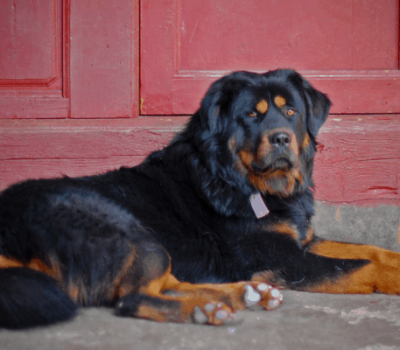 Bakharwal,Kashmiri Sheepdog, Bakarwali Shepherd Dog, Indian Bakharwal Dog, Kashmiri Mastiff, Gujjar Watchdog