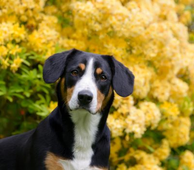 Entlebucher Mountain Dog,Entlebucher Sennenhund,UNESCO Biosphere Entlebuch,alpine cattle descent