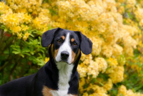 Entlebucher Mountain Dog,Entlebucher Sennenhund,UNESCO Biosphere Entlebuch,alpine cattle descent