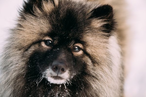 Keeshond, spectacles, eyebrows