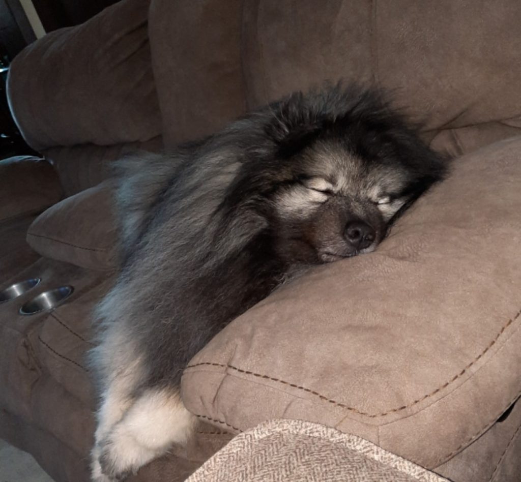 Keeshond, spectacles, eyebrows