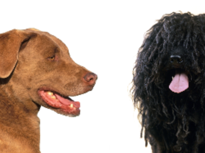 Chesapeake Bay Retriever, Puli, coat