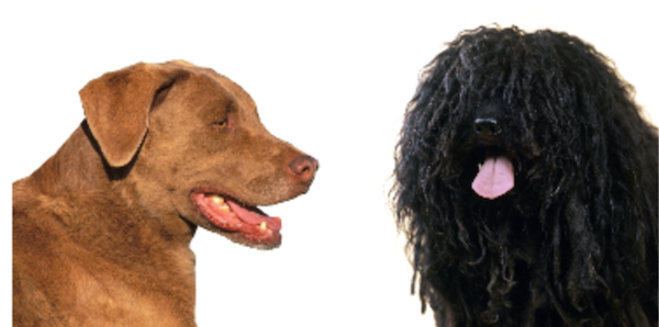 Chesapeake Bay Retriever, Puli, coat