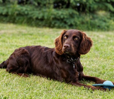 Deutscher Wachtelhund, German Quail Dog., German Spaniel