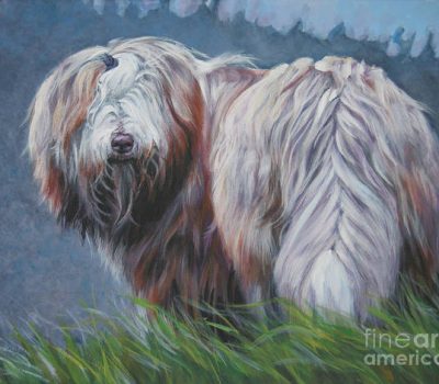 Bearded Collie, Beardie Bounce, herding style, herding, huntaway,