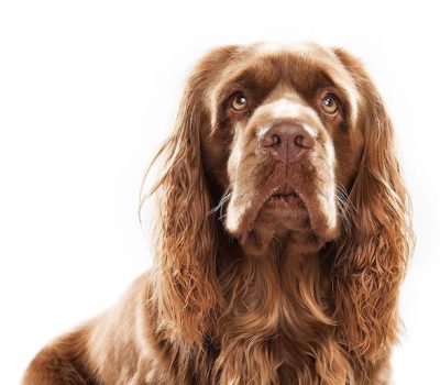 Sussex Spaniel, eyes, expression, breed standard