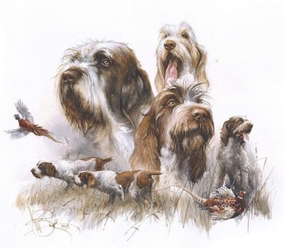 Spinone Italiano, pace, gait,Italian Pointer,Bracco Italiano