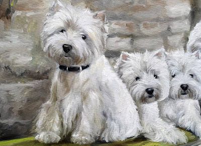 West Highland White Terrier, Roseneath Terrier, White Cairn Terrier, George John Douglas Campbell, Colonel Edward Malcolm, Poltalloch Terrier,