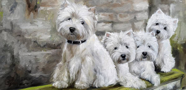 West Highland White Terrier, Roseneath Terrier, White Cairn Terrier, George John Douglas Campbell, Colonel Edward Malcolm, Poltalloch Terrier,