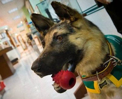 German Shepherd Dog , police dog, Zuyaqui, Narco Museo, Jesús Malverde,Museo del Enervante