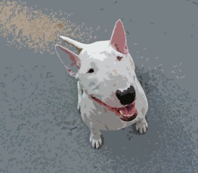 Bull Terrier, nickname,pig dog, “Pappu Trout"