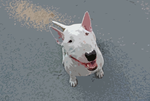 Bull Terrier, nickname,pig dog, “Pappu Trout"