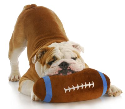 Bulldog, John Madden, football,