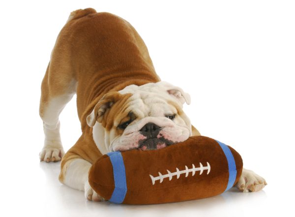 Bulldog, John Madden, football,