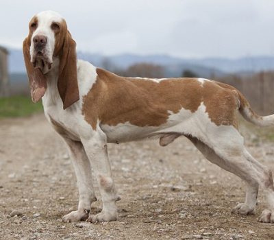 Sabueso Español, Spanish Beagle, Spanish Scenthound, Spanish Bloodhound