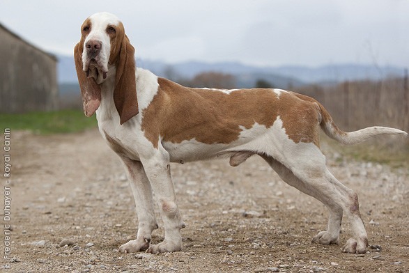 Sabueso Español, Spanish Beagle, Spanish Scenthound, Spanish Bloodhound