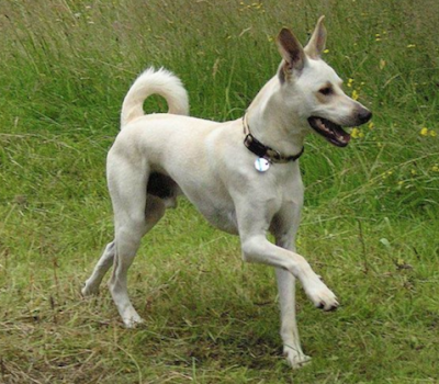 Cretan Hound, Kritikos Lagonikos, Kressa Kyon, Kritikos Ichnilatis, Ntopio,  Cretan Rabbit Dog, Cretan Tracing Dog, Cretan Tresor