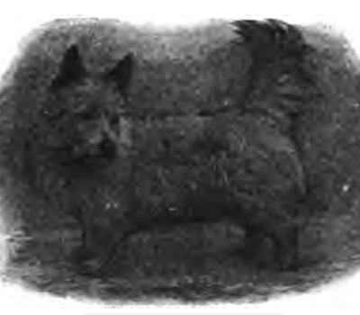 Pittenweem Terrier, Scottish Terrier, 8th Duke of Argyll, Edward Donald Malcolm, Poltalloch Terrier, color