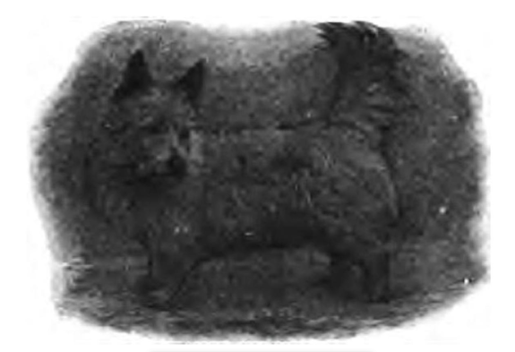 Pittenweem Terrier, Scottish Terrier, 8th Duke of Argyll, Edward Donald Malcolm, Poltalloch Terrier, color