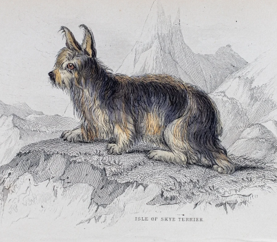 The Naturalist's Library, Skye Terrier, Queen Victoria, Queen Victorian, Sir William Jardine