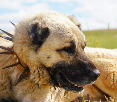 Anatolian Shepherd, collar, prong collar,