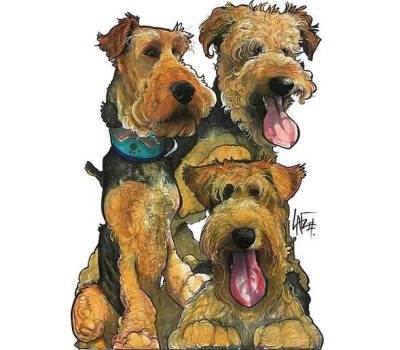 Welsh Black-and-Tan Rough-Coated Terrier, Welsh Terrier, Nigwood Nailer,Daeargi Cymreig