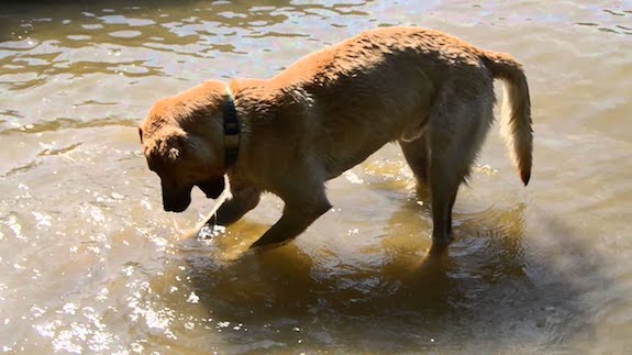Cold Water Tail, limber tail, rudder tail, broken tail, swimmer's tail, frozen tail, sprung tail, broken wag, tail, sporting breeds