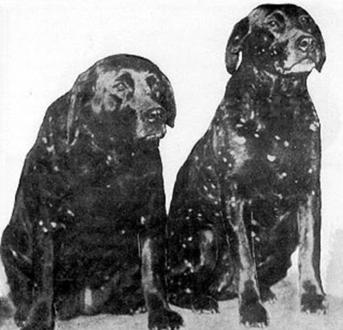 Labrador Retriever, Hailstone Labrador Retriever, coat, color, marking, hailstone, Mary Roslin Williams, Lady Lorna Countess of Howe