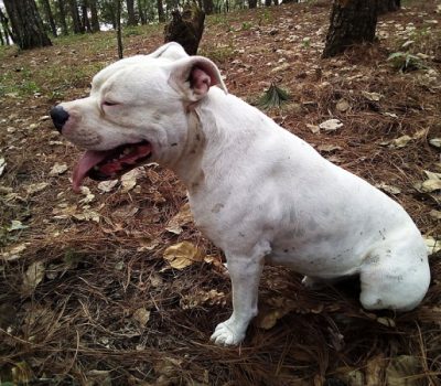 Guatemalteco Bull Terrier, Guatemalan Molosser, Dogo Guatemalteco, Bull Terrier Guatemalteco, Guatemalan Bull Terrier, Guatemalan Molosser, Guatemalan Dogo, Dr. Arturo Chavez