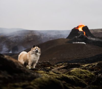 Icelandic Sheepdog, totem