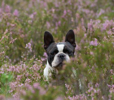 Boston Terrier, American Gentleman, the Boston Bull Terrier, American Bull Terrier, Round Head,Burnett-Garfield House, Boxwood, Burnett’s Gyp, Hooper’s Judge, Well’s Eph, history,Rotch-Jones-Duff House,Henry Alexander Scammell, Boxwood Terrier