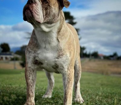 Dogs Australia, Australasian Bosdog,Noel and Tina Green, Pip Nobes 