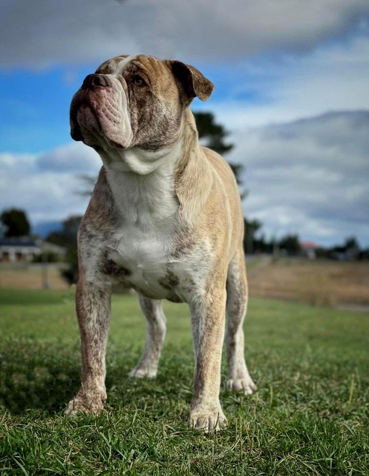 Dogs Australia, Australasian Bosdog,Noel and Tina Green, Pip Nobes 