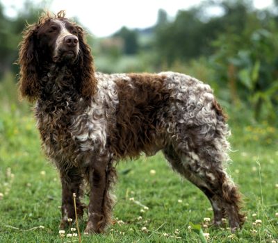 Pont-Audemer Spaniel,Epagneul Pont-Audemer,Épagneul de Pont-Audemer,Epagneul de Pont-Audemer, Epagneul du Pont-Audemère, coat, pattern, dead leaf glint