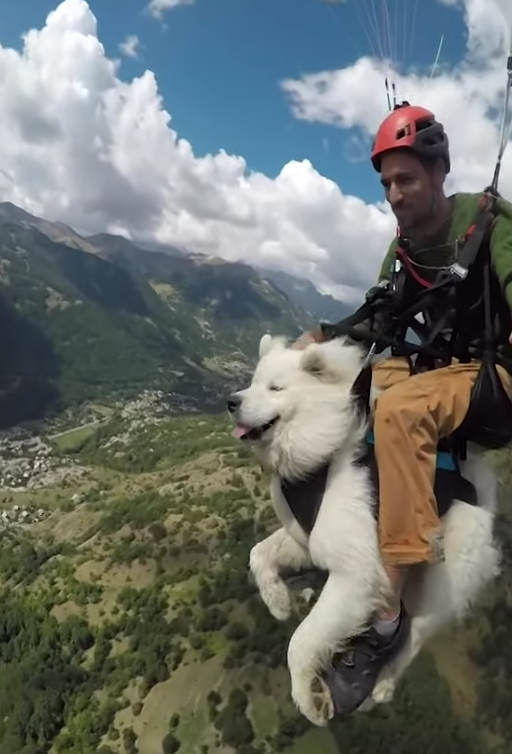 Samoyed, hang gliding, Australian Cattle Dog