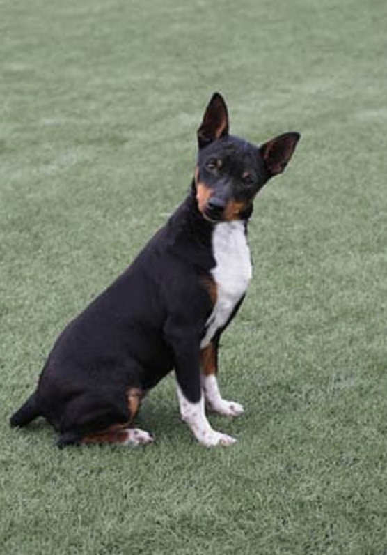 Spanish Ratter Dogs The Soul of a Hunter