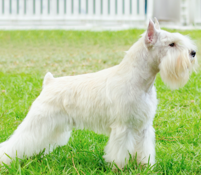 Miniature Schnauzer, White, color