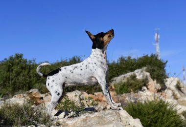 Valencian Ratter