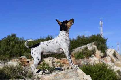Valencian Ratter