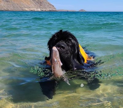 Golden Retriever, Newfoundland, Portuguese Water Dog, herding, fish