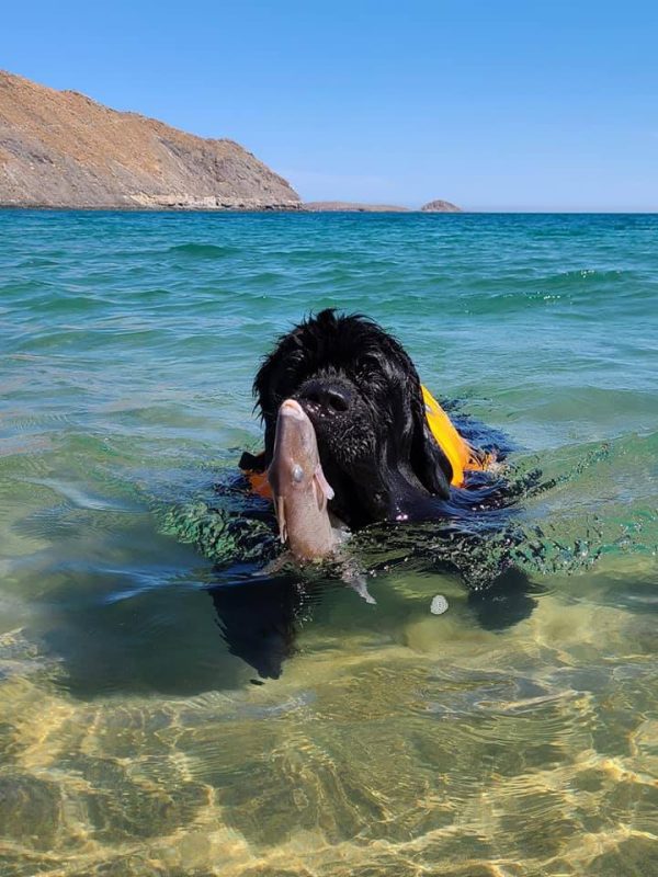 Golden Retriever, Newfoundland, Portuguese Water Dog, herding, fish