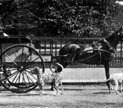 Dalmatian, coach dog, ladies dog