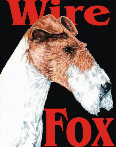 Wire Fox Terrier, caliper,head,