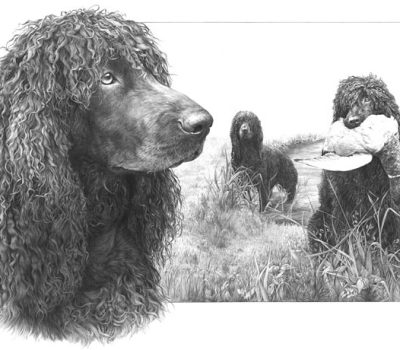 Shannon Spaniels, Irish Water Spaniel, Rat Tail Spaniels, hard mouthed,Bog Dog, soft mouthed, gun dog, hunting