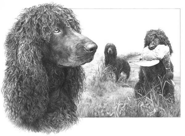 Shannon Spaniels, Irish Water Spaniel, Rat Tail Spaniels, hard mouthed,Bog Dog, soft mouthed, gun dog, hunting