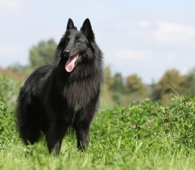 Australian Cattle Dog, Mudi, Belgian Sheepdog,four square